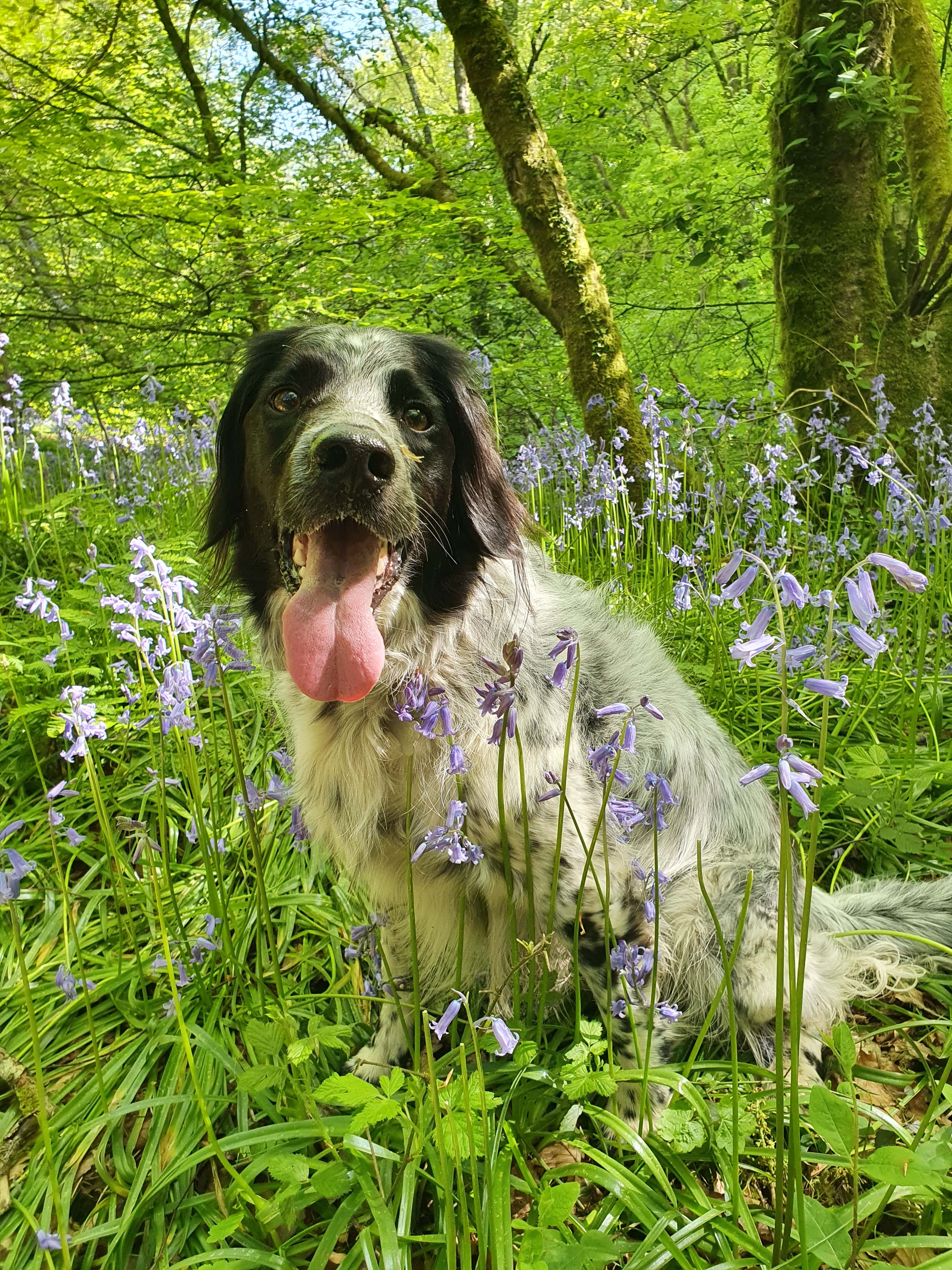 dog in woods